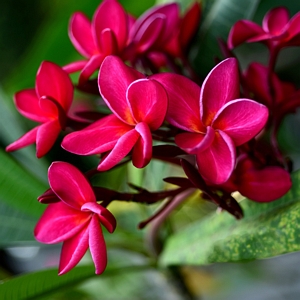 Plumeria Bordeaux